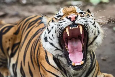 Информация о гибели охотника в лапах тигра не подтвердилась. Охотник ранен,  тигр убит | Сайт научной экспедиции \"Чистая Арктика-Восток-77\"