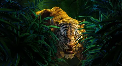Останки охотника с признаками нападения тигра нашли в Хабаровском крае  (ВИДЕО) — Новости Хабаровска