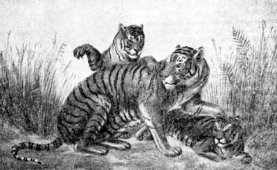 NEWSru.com :: В Приморье охотника покусал, предположительно, амурский тигр