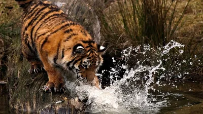 Статуэтка Тигр на охоте 28*14*8 см (ID#1586390567), цена: 859 ₴, купить на  Prom.ua