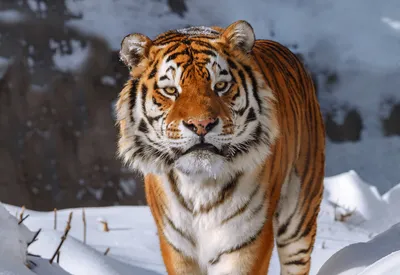 Досье людоеда: почему охота на тигров в Казахстане была гораздо опаснее,  чем в Индии? | Аналитический Интернет-портал