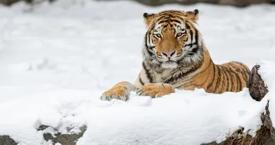Охоту на убившего собаку тигра объявили в Приморье