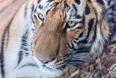 Картинки тигр, хищник, охота, макро, фото, тема, кошка - обои 1366x768,  картинка №123903