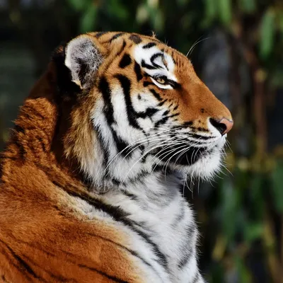 Сибирский Тигр На Охоте — стоковые фотографии и другие картинки Без людей -  Без людей, Вымирающие виды, Германия - iStock