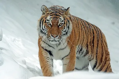 Вина тигра в смерти охотника в Хабаровском крае под вопросом - AmurMedia.ru
