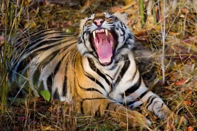 Фотообои Тигр на охоте артикул Anm-018 купить в Оренбург|;|9 |  интернет-магазин ArtFresco