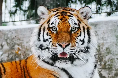 В Приморье охотник выжил в схватке с тигром - Российская газета