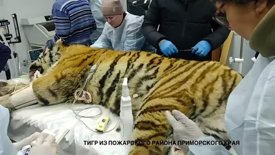 Почему тигры оранжевые? Яркий окрас не помеха для охоты