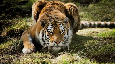 Амурский тигр на охоте — Фото №103555