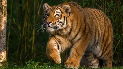Амурский тигр напал на охотника в Хабаровском крае - Минская правда