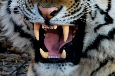 Подробности нападения тигра на охотника раскрыли в УМВД по Хабаровскому  краю - AmurMedia.ru