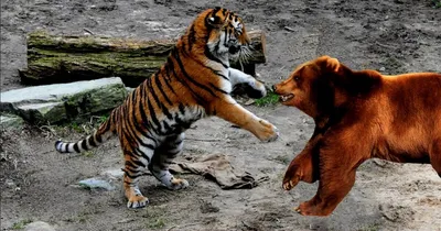 Нападение тигра на охотника расследуется в Хабаровском крае