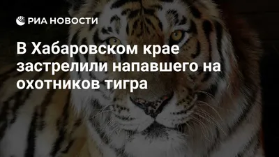 Расследование уголовного дела об убийстве амурского тигра, когда был  изувечен охотник, окончено ▸ Amur.Life