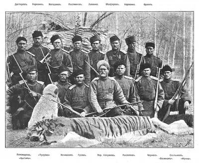 Амурские тигры вышли на охоту собак в населенных пунктах - «Экология России»
