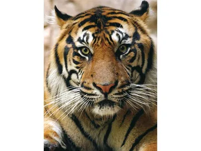 Pin by Anvar on Телефон | Tiger painting, Tiger canvas painting, Tiger face  drawing