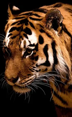 Обои на телефон: Тигры, Животные, 27023 скачать картинку бесплатно.