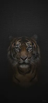 Обои на телефон: Тигр, Большая Кошка, Животные, Взгляд, Хищник, 79986  скачать картинку бесплатно.