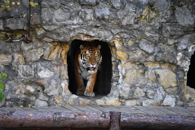 Приморец встретил тигра недалеко от Владивостока