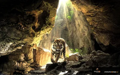 Тигры - хищники из благородного семейства | Планета номер три... | Дзен