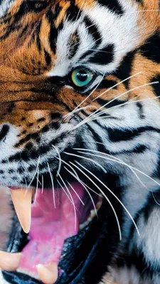 Тигр в дикой природе фото в профиль - обои на телефон