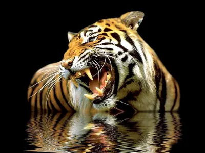Обои тигр, наземные животные, живая природа, бенгальский тигр, Амурский тигр  на телефон Android, 1080x1920 картинки и фото бесплатно