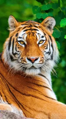 Фото тигра на заставку 