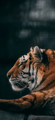 Pin by Princess on Обои HD | Wild animals pictures, Tiger wallpaper, Tiger  spirit animal