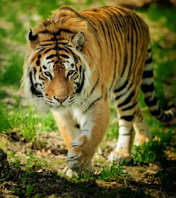 Фотообои Тигр на траве купить на стену • Эко Обои