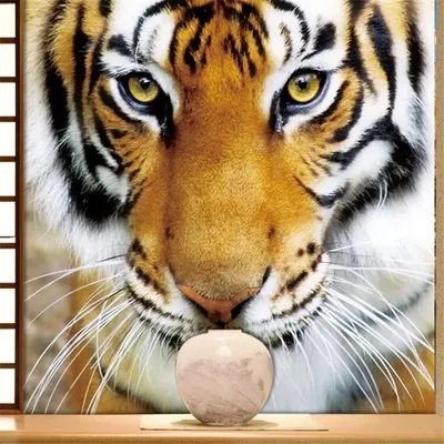 Тигр находится в изолированной фон Стоковое Изображение - изображение  насчитывающей млекопитающее, головка: 174938209
