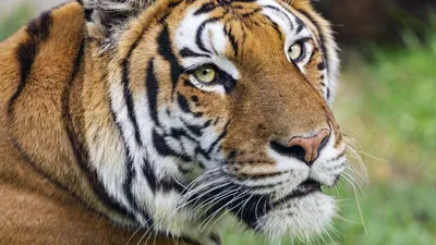 Фотореализм, изображение тигра , фон …» — создано в Шедевруме