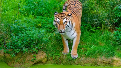 Крупный план тигра с открытой пастью, страшная картинка тигра фон картинки  и Фото для бесплатной загрузки