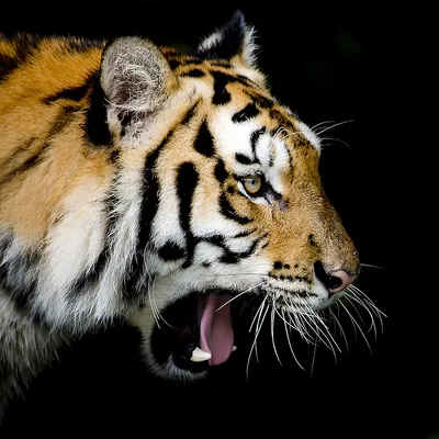 Злой тигр картинки - 77 фото