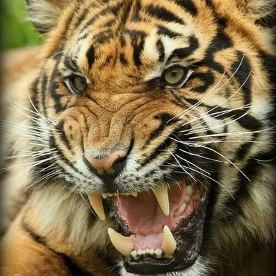 Фотообои Рычащий тигр купить на стену • Эко Обои