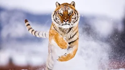 Изображение тигра на заставку, чтобы погрузиться в мир дикой природы | Тигра  на заставку Фото №521561 скачать
