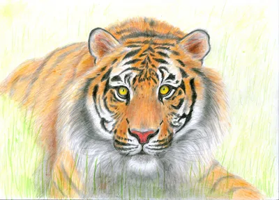 Рисунок Портрета Тигра — стоковая векторная графика и другие изображения на  тему Тигр - Тигр, Стиль ретро, Белый фон - iStock