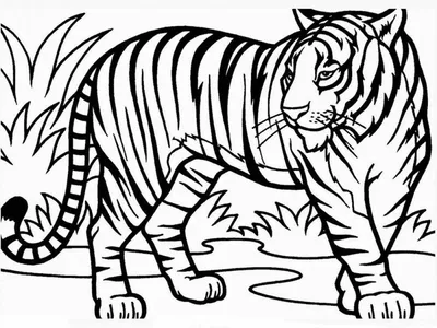 Рисунки тигра для срисовки (75 фото)