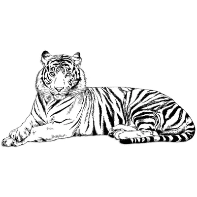 Тигры в искусстве Японии и Китая | Китайская живопись, Тигровый рисунок,  Живопись