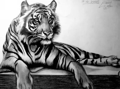 Иллюстрация Морда тигра. Акварельная иллюстрация. в стиле
