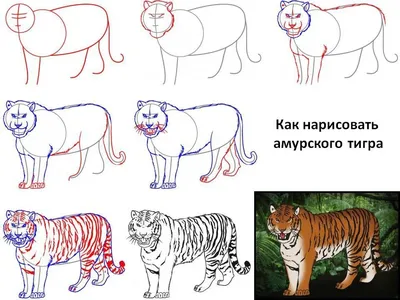 Фотообои Рисунок тигра акварелю купить в Москве, Арт. 17-4365 в  интернет-магазине, цены в Мастерфресок