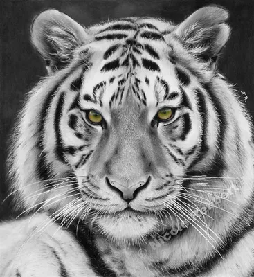 Легкие рисунки тигров - 56 фото