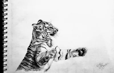 Рисунок «Жизнь человека внутри тигра» - Сридхар Элигал