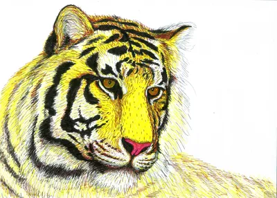 Тигр, мультфильм рисунок, тигр, Материал PNG, млекопитающее png | PNGEgg