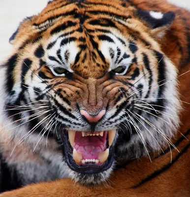 Фотообои оскал тигра арт. 5676 - купить в интернет-магазине ЛюксОбои.  Скидка -50 процентов.