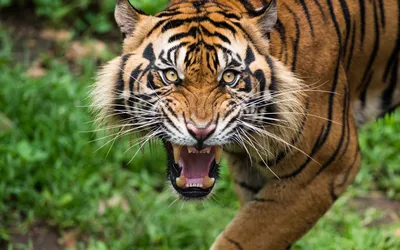Тигр с оскалом крадется в высокой …» — создано в Шедевруме