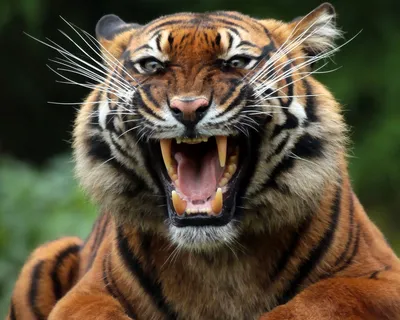 Изображение оскаляющегося тигра в формате WEBP | Тигра с оскалом Фото  №519107 скачать