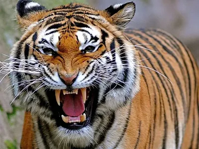 Фотография тигра с вызывающим взглядом | Тигра с оскалом Фото №519079  скачать