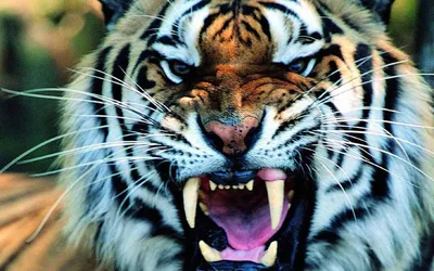Рами Меир - Оскал тигра, 2018, 57×80 см: Описание произведения | Артхив