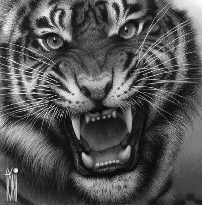 Красивый тигр с широким оскалом …» — создано в Шедевруме