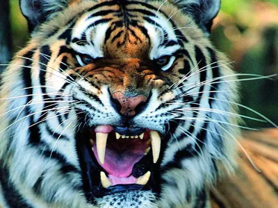 Фото тигра с огромными клыками и пастью | Тигра с оскалом Фото №519085  скачать