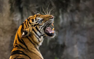 Оскал тигра» — создано в Шедевруме
